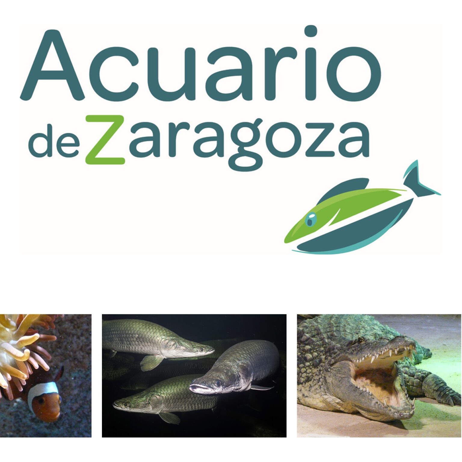 El Acuario Fluvial de Zaragoza está de enhorabuena – Viajar por Aragón ...